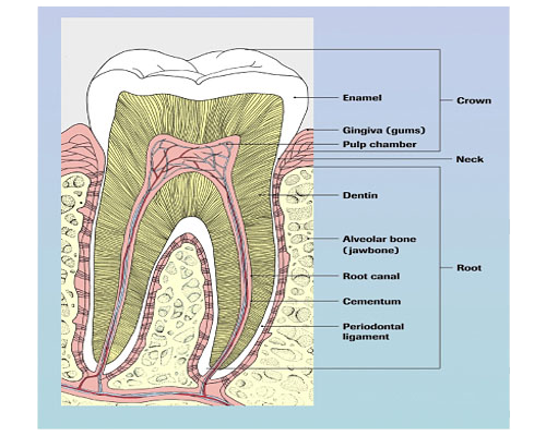 rootcanals